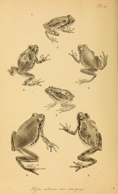 The tailless batrachians of Europe..  London :Printed for the Ray society,1897-98 Scientific Illustration Vintage, Frog Reference, Vintage Frog, Frog Illustration, Inspiration Tattoo, Animal Anatomy, The Ray, History Art, Scientific Illustration