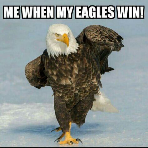 Yep pretty much strutting my stuff Eagles Memes, Eagles Kelly Green, Eagles Win, Philly Eagles, Eagles Super Bowl, Go Eagles, Philadelphia Eagles Fans, Philadelphia Eagles Football, Philadelphia Sports