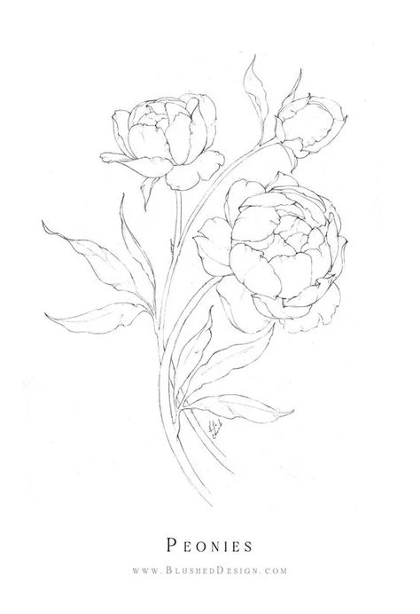 Flower Drawing Ideas: 45 Cool Designs You Should Try Out Hand Drawn Peonies, Peony Patchwork Tattoo, Peonie Flower Drawings, Peonies Outline Drawing, Pioni Flowers Drawing, Feminine Tattoos Stencil, How To Draw Peony Flowers, Flower Drawing Peony, Peony Design Drawing