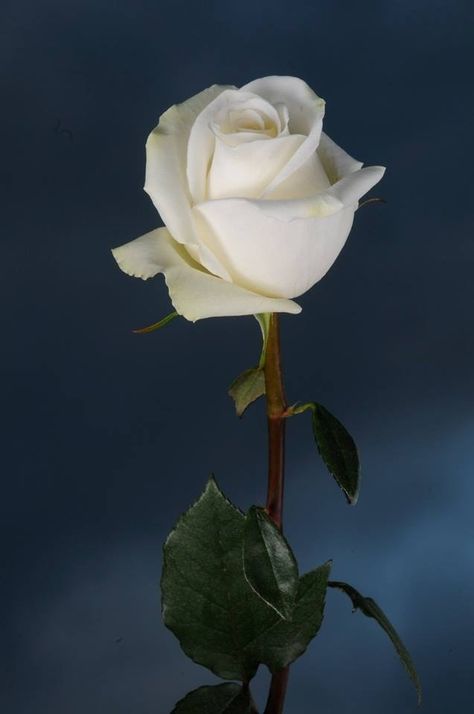 Beautiful white rose!!! Rose Flower Tattoos, Colored Cups, Rose Flower Pictures, Ivory Roses, One Rose, Hybrid Tea Roses, Colorful Roses, Single Rose, Rose Photos