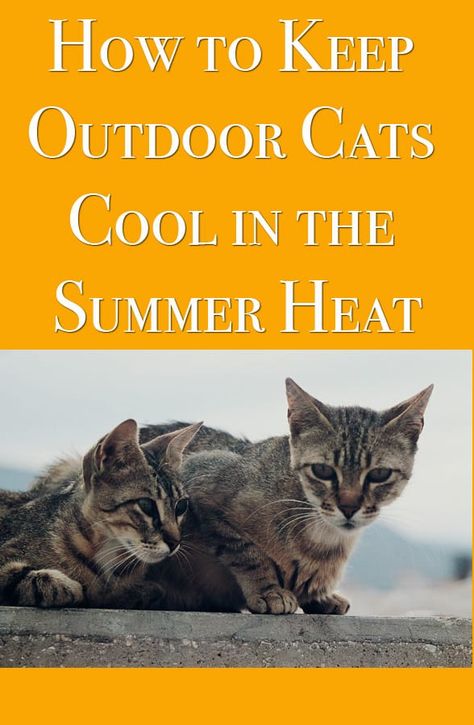 How to Keep Outdoor Cats Cool in the Summer Heat Cat House Outside Shelters, Outdoor Kitten Care, Diy Cat Shelter Outdoor, Diy Cat House Outdoor, Diy Outdoor Cat Shelter, Outside Cat Shelter, Outdoor Cat House Diy, Diy Outdoor Cat House, Cat Camping