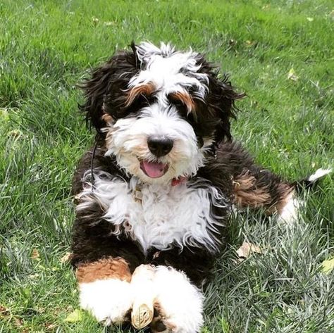 Puppies — Hello! i hope youre doing well in these crazy... Doodle Dogs, Mini Bernedoodle, Bernedoodle Puppy, Doodle Dog, Pretty Dogs, Puppy Pictures, Cane Corso, Australian Shepherd, Cocker Spaniel