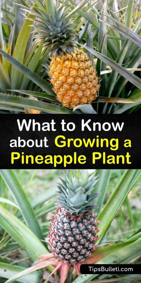 How To Grow A Pineapple From The Top, Grow Pineapple From Top, Growing Pineapple From Top, Planting Pineapple Top, Growing A Pineapple, Pineapple Plant Care, Grow Pineapple Plant, Grow Pineapple, Pineapple Plant