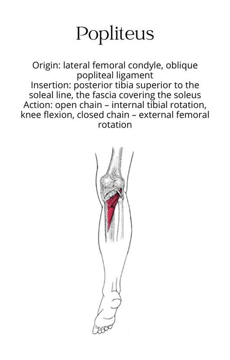 muscle anatomy bony structure studying popliteus chart origin insertion action innervation athletic training physical therapy nursing doctor healthcare health professions physiology school Muscle Origin And Insertion, Popliteus Muscle, Muscle Chart Anatomy, Muscle Chart, Spinal Cord Anatomy, Ankle Anatomy, Physical Therapy School, Human Muscle Anatomy, Physical Therapy Student