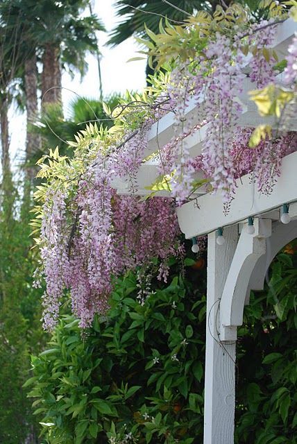 Wisteria Arbor, Wisteria Garden, White Pergola, Wisteria Lane, Pergola Diy, Pergola Lighting, Pergola Attached To House, Garden Vines, Deck With Pergola