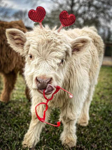 Valentines Cow / Calf / Baby Cow on the farm Funny Cow Pictures, Valentines Cow, Highland Cow Pictures, Mini Highland Cow, Cute Calf, Pet Cows, Cow Wallpaper, Highland Cow Art, Cow Photos