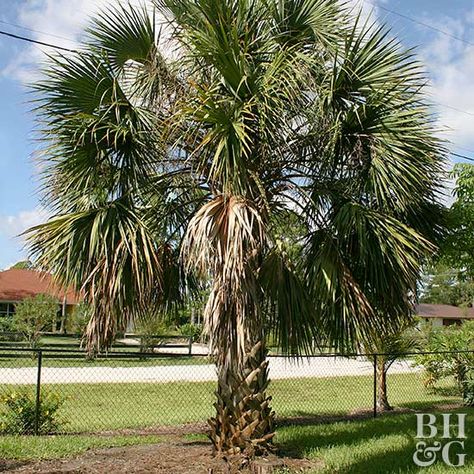 Drought Tolerant Trees, Light Sun, Tree Lover, Common Names, All About Plants, Drought Tolerant, Palm Tree, Planting, Palm Trees