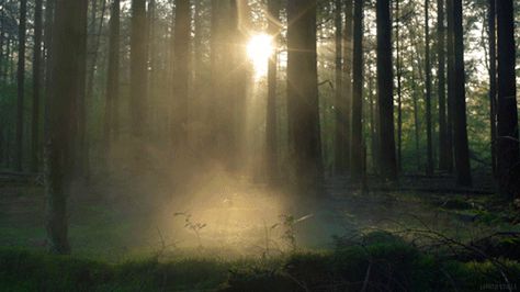 cinemagraph gif nature cinemagraph smoke morning forest perfect loop trees cinemagraphs fog dawn moss mist sunrays Sun Gif, Cinemagraph Gif, Calming Spaces, Collage Book, Morning Gif, Beautiful Places Nature, Back To Nature, Story Inspiration, Winter Aesthetic