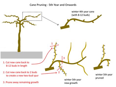 How to Prune Grape Vines – Cane and Spur Pruning Explained | Deep Green Permaculture How To Prune Grape Vines, Potted Strawberry Plants, Grapevine Trellis, Grape Vine Pruning, Backyard Vineyard, Growing Wine Grapes, Pruning Apple Trees, Grape Vine Trellis, Farming Tips