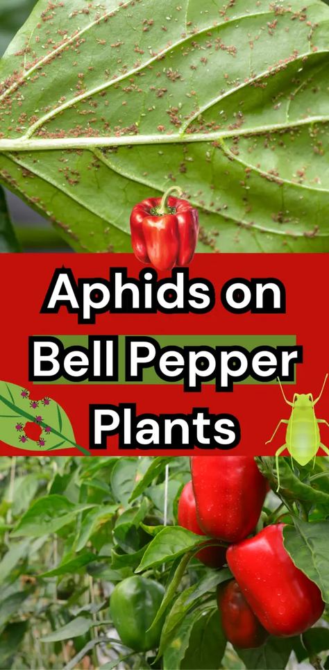 Aphids on Bell Pepper Plants: Identification, Prevention, and Control Plants Identification, Garden Peppers, Jalapeno Plant, Bell Pepper Plant, Pepper Plant, Plant Bugs, Organic Pesticide, Plant Pests, White Flies