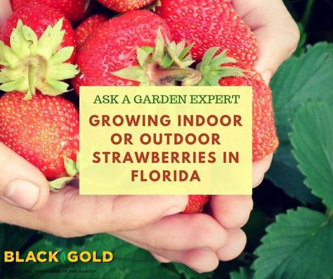 Growing Strawberries Indoors or Out in Florida – Black Gold Growing Strawberries Indoors, Pollinating Flowers, Container Roses, Strawberry Tower, Insecticidal Soap, Victory Garden, Container Gardening Flowers, Growing Strawberries, Pollinator Garden