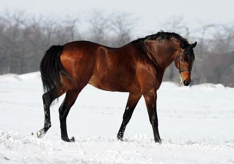 Horses & Heels - Google+ Gray Horses, Bay Horses, Horse Poses, Horse Reference, Horse Inspiration, Bay Horse, Horse Colors, Horse Aesthetic, Most Beautiful Horses