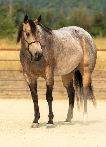 Buckskin Roan Horse, Buckskin Roan, Buckskin Appaloosa, Buttermilk Buckskin, Roan Quarter Horse, Blue Roan Horse, Buckskin Horses, Roan Horse, Livestock Branding