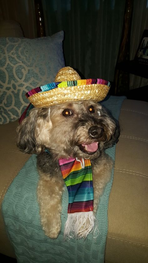 Look at this handsome boy. Manju was a little under the weather to join me at the Mexican Independence parade, but he still got a chance to wear his sombrero n zarape 😁  Viva México!!!! #ManjuandAnya #mexicanfurbabies  #chicago #vivamexico 🇲🇽 #mexicanpride #lovemyfurbabies #prouddogmom #dogsofinstagram  #stylishdogs  #Manju 🐶#pomapoo #pomapooofinstagram Mexican Independence, Under The Weather, Join Me, Fur Babies, That Look, Look At, Chicago, How To Wear, Mexico