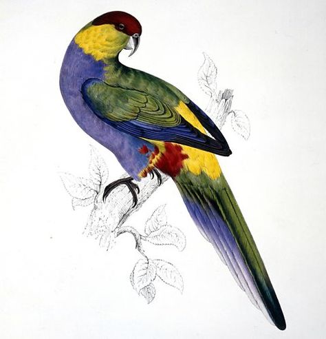 BBC Radio 4 - Natural Histories, Parrots - Who’s a clever boy then? Vintage Bird Illustration, Vintage Parrot, Parrots Art, Bird Clipart, Antique Illustration, Bird Supplies, Bird Decor, Tropical Birds, Bird Illustration