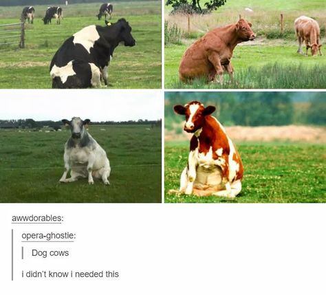 Dog cows. Loyal Animals, Hilarious Tumblr Posts, Dog Tumblr, Pet Portrait Paintings, Cute Animal Memes, Tweek Y Craig, Puppy Stuff, About Dogs, Funny Pets