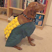 How To Turn Your Dog Into A "Corn Dog" For Halloween Corn Dog Costume, Diy Pet Costumes, Best Dog Halloween Costumes, Costume For Dogs, Dogs Diy Projects, Pet Items, Diy Dog Costumes, Corn Dog, Costume Tutorial