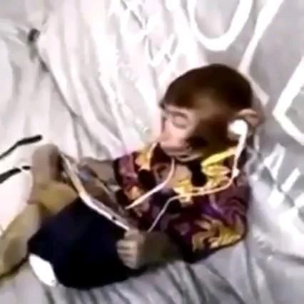 Monkey Videos, Monkey Pictures, Vines Funny Videos, Funny Video Clips, Funny Animal Photos, A Monkey, Instagram Funny Videos, Monkeys Funny