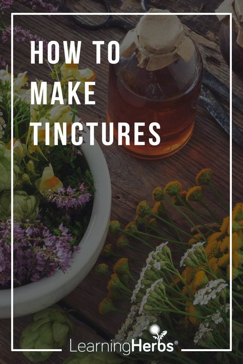 How to Make Tinctures: Skullcap Tincture Skullcap Tincture, Herbal Tinctures Recipes, Tinctures Recipes, Herbs List, Herbal Medicine Recipes, Herbal Remedies Recipes, Herbal Tinctures, Herbal Recipes, Herbal Magic