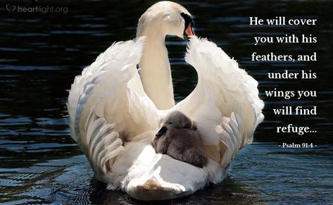 Psalm 91:4—He will cover you with his feathers, and under his wings you will find refuge... Baby Swan, Psalm 91 4, Mute Swan, Todays Verse, Beautiful Swan, Baby Posters, Most Beautiful Animals, White Swan, Wild Life