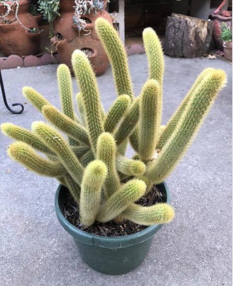 Golden Rat Tail, Cleistocactus winterii Rat Tail Cactus, Rat Tail, Cacti And Succulents, Cactus Plants, Trees To Plant, Succulent, Cactus, Trees, Plants