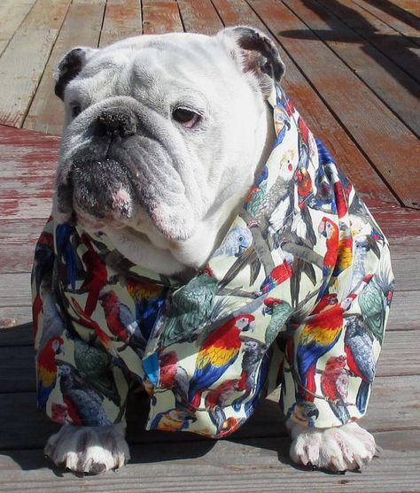 English Bulldog Clothes, Bulldog Outfits, Paul Robeson, Bulldog Clothes, Bulldog Pics, Deep River, Pet Corner, British Bulldog, English Bulldogs