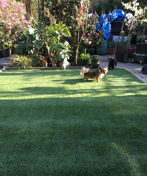 Get Rid Of Dog Pee Smell In Yard, How To Get Dog Urine Smell Out Of Artificial Turf, Dog Urine Odor Remover, Diy Artificial Turf, Dog Turf, Remove Urine Smell, Cleaning Pet Urine, Pet Urine Smell, Dog Pee Smell