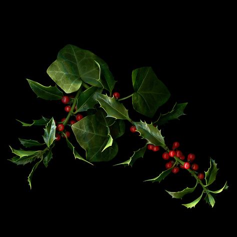 500px / THE HOLLY AND THE IVY by Magda indigo Christmas Decoration For Church, Mistletoe Aesthetic, Basics Of Photography, Holly And The Ivy, Holly Flower, Holly And Ivy, Holly Plant, Planting Marigolds, Holly House