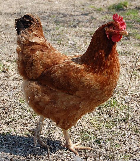 Chicken Varieties, Rhode Island Red Hen, Rhode Island Red Chickens, Best Laying Chickens, Leghorn Chickens, Laying Chickens Breeds, Chickens For Sale, Laying Chickens, Best Egg Laying Chickens