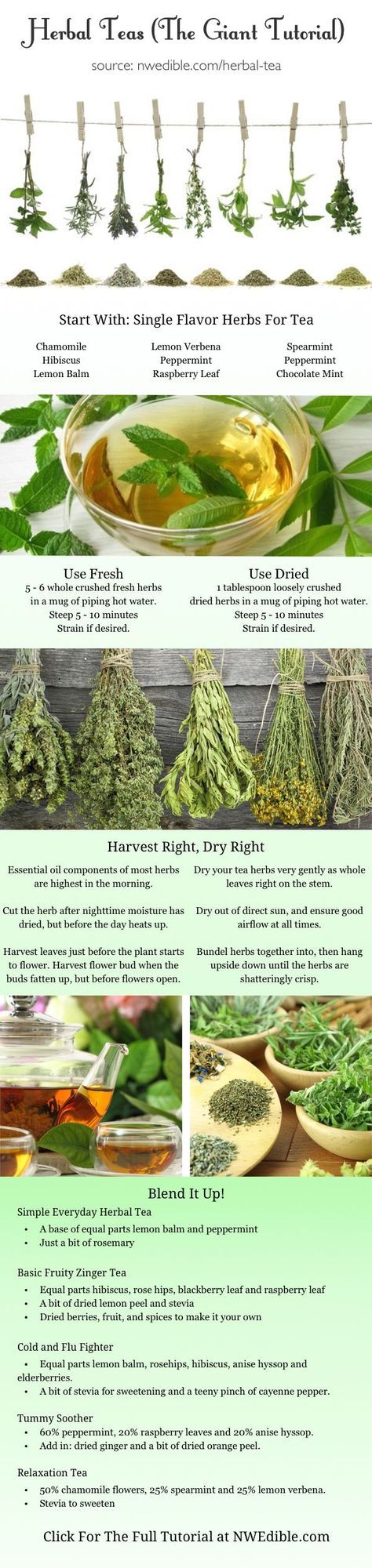 Diy Herbal Tea, Herbs And Their Uses, Green Teas, Magia Das Ervas, Homemade Tea, Herbal Teas Recipes, Herbal Healing, Herb Tea, Food Info