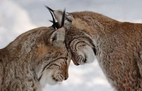 Sign of love! Animals Kissing, Regnul Animal, Photo Animaliere, Gato Grande, Cheetahs, Appaloosa, Quarter Horse, Lynx, Guinness