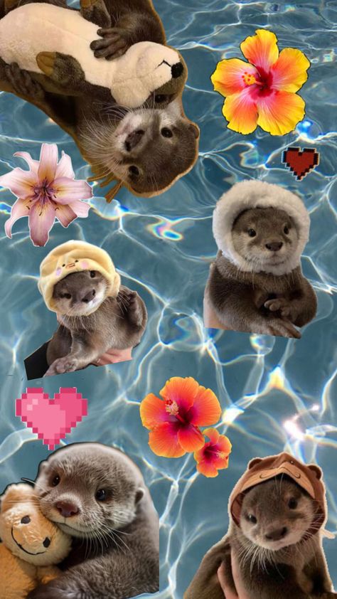 Cute Otter Wallpaper Iphone, Silly Animal Pictures, Otter Art, Otters Cute, Cute Seals, Cute Summer Wallpapers, Wallpaper Iphone Summer, Bunny Wallpaper, Iphone Wallpaper Pattern