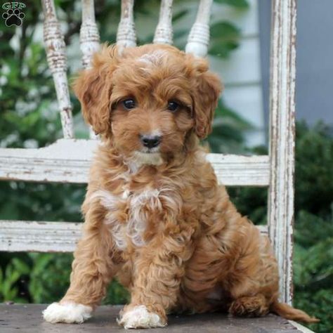 Puppies for Sale | Greenfield Puppies - Find Your Perfect Puppy Brittany Doodle Dog, Goldendoodle Miniature, Puppy Find, Greenfield Puppies, Doodle Puppy, Brittany Spaniel, Dog Cuts, Puppy Mills, Poodle Mix