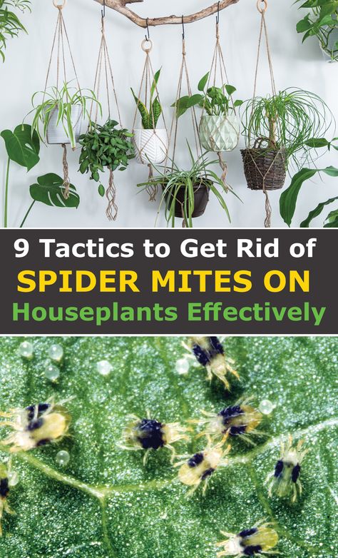 Clover Mites, Majesty Palm, Get Rid Of Spiders, Parlor Palm, Plant Care Houseplant, Spider Mites, Basil Plant, Large Numbers, Growing Fruit