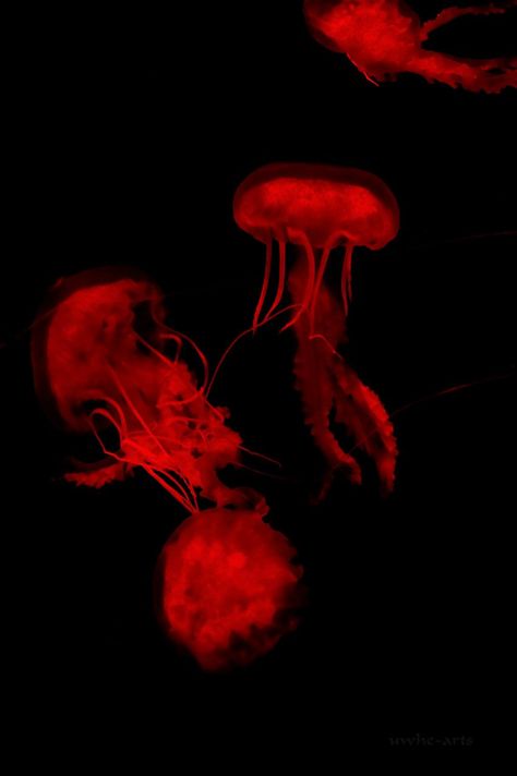 Red Jellyfish Wallpaper, Mona Awad, Red Jellyfish, Red Widgets, Female Manipulator, Red Aesthetic Grunge, Book Cover Mockup, Red Y2k, Iphone Wallpaper Stills