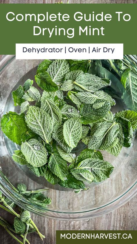 How To Preserve Spearmint, What To Do With Dried Mint Leaves, How To Dry Peppermint Leaves, Drying Mint Leaves For Tea, How To Dry Mint Leaves For Tea, Preserving Mint Leaves, Spearmint Leaves Uses, How To Preserve Mint, Dried Mint Uses