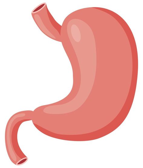 The human stomach.Illustration intended for the study of the digestive system.flat vector illustration. Stomach Illustration, Stomach Digestive System, Human Stomach, The Digestive System, Flat Vector Illustration, Flat Vector, Graphic Templates, The Study, Digestive System