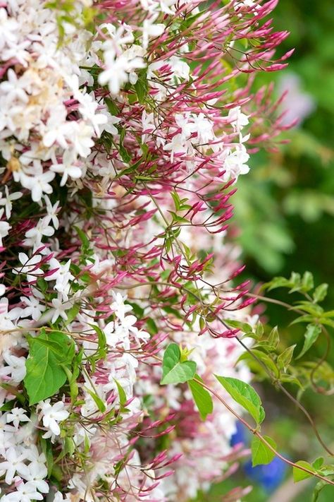 Jasmine-LOVE this plant. Wish it bloomed year round. Pink Jasmine Vine, Trailing Jasmine, Perenial Garden, Pieris Japonica, Jasmine Vine, Event Studio, Pink Jasmine, Jasmine Flower, Kitchen Door