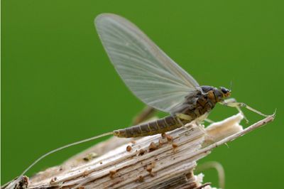 Blue Winged Olive, Aquatic Insects, Best Swimmer, Mayfly, Fly Patterns, Fly Box, Down The River, Insects, Blue