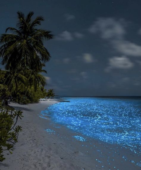 Playas bioluminiscentes en México Holbox Island, Sea Of Stars, Scenery Pictures, Destination Voyage, Beautiful Places Nature, Explore Nature, Canon Photography, Nature Travel, Beach Trip