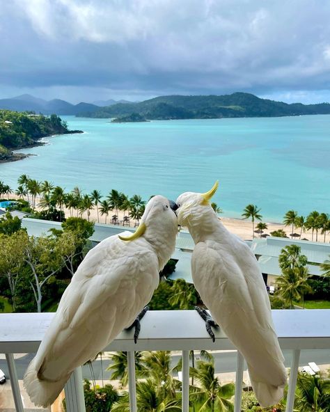 Cutesy Wallpaper, Hamilton Island Australia, Hamilton Island, Travel Inspiration Destinations, Beach Room, Images Esthétiques, Gap Year, Dream Lifestyle