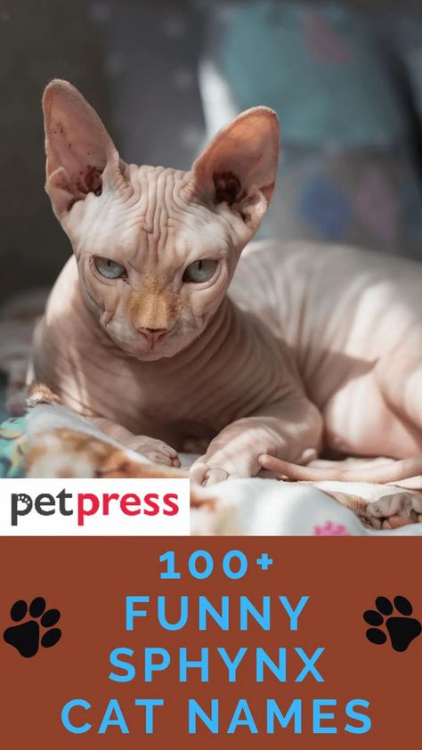 These funny and hilarious Sphynx cat names match their appearance! Baby Sphynx Kittens, Sphynx Cat Names, Black Sphynx Cat, Cute Sphynx Cat, Hairless Cat Sphynx, Cute Hairless Cat, Gato Sphynx, Sphinx Cats, Chat Sphynx