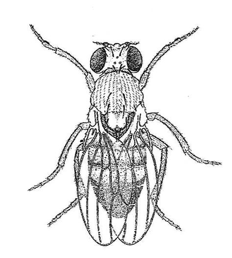 Fruit fly (Drosophila) Fruit Fly Drawing, Fly Sketch, Fruit Fly, Black And White Bug Tattoo, Cicada Anatomy, Cicada Diagram, Bug Anatomy Illustration, Scientific Poster, Fly Drawing