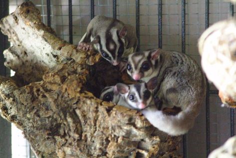 Sugar Glider - Facts, Diet, Habitat & Pictures on Animalia.bio Sugar Glider Habitat, Omnivorous Animals, Sugar Glider Pet, Baby Carrying, Habitat Destruction, Sugar Gliders, Australia Animals, Flying Squirrel, Nocturnal Animals