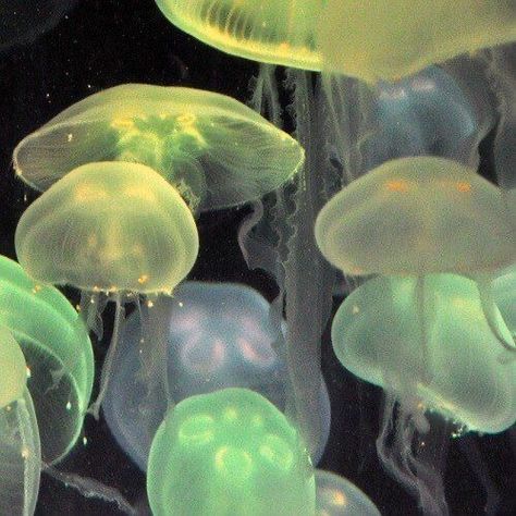 Jellyfish Aesthetic, Angel Aesthetic, Phone Themes, Ipad Wallpaper, Another World, Green Aesthetic, Pastel Aesthetic, Labyrinth, Jellyfish