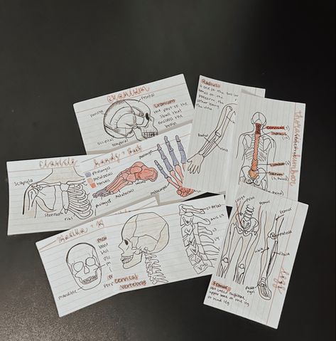 catelynnchurch, biology, skeletal system, nurse, flash cards, study Skeletal System Flashcards, Life Science Notes, Flash Cards Study, Anatomy Flashcards, A Level Biology, Study Flashcards, Skeletal System, Science Notes, Skeletal Muscle