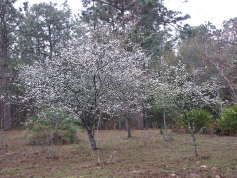 Chickasaw Plums  2 March Chickasaw Plum, Plum, Tree Trunk, Plants