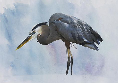 Paintings Of Sea, Blue Heron Painting, Heron Watercolor, Items To Paint, Blue Heron Art, Heron Painting, Winter Scene Paintings, Streamline Art, Heron Art