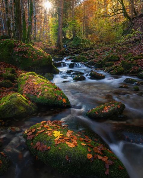 Golden Valley Retezat Mountains, November 2020 . . . #sonyalpha #AlphaAutumnRO #tree_brilliance #woodlands_and_water #descoperaromania #visitromania #ig_romania #colors_of_a_day #romaniainpics #longexposure_shots #your_longexpo #divine_forest #splendid_woodlands Visit Romania, Golden Valley, Sony Alpha, Romania, Forest, Water