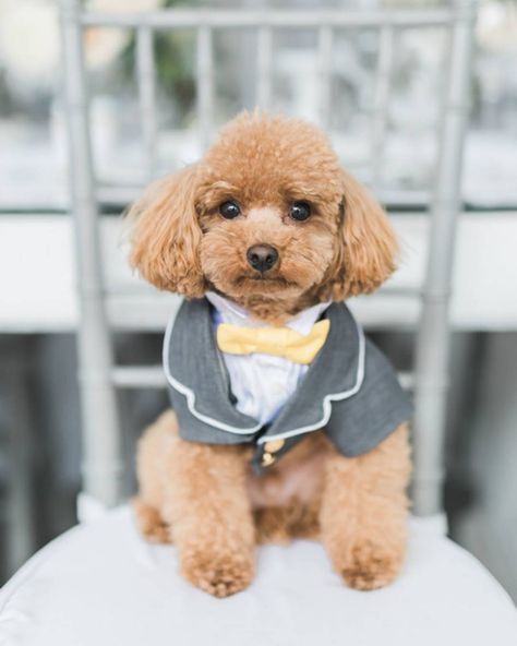 18 Wedding Dog Collars we cannot stop drooling over #petsinweddings #dogofhonor #weddingdogs #petflowercrowns Dog Ring Bearer Collar, Black Winter Wedding, Rhythm Photography, Puppy Wedding, Rose Quartz Wedding, Dogs In Weddings, Dog Ring Bearer, Pets Photography, Ring Bearer Dog